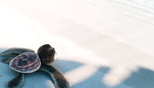 mills-brown:Moana (2016) dir. Ron Clements, John Musker