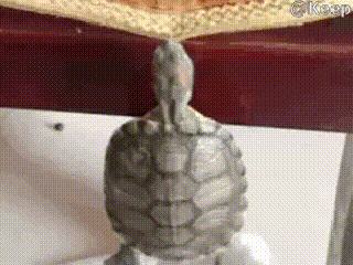 Animated GIFs