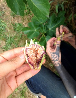 fruitlove811:  Munchin on figs with BF