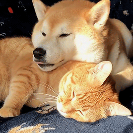 dearlystims:  shibainu.gaku on ig