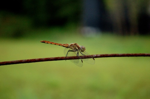 Dragon fly, Nikko