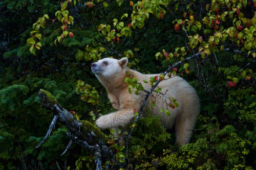 Porn nubbsgalore: the great bear rainforest in photos