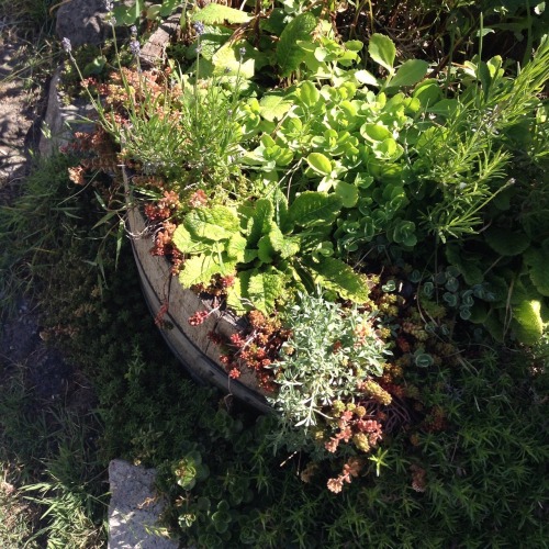 spirit-healing:  cloudsprout:  Saw some pretty cute plants nd a bike!  crystal and nature healing