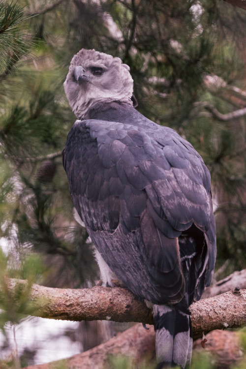 end0skeletal-undead:  Rare throughout its range, the harpy eagle is found from Mexico (almost extinct), through Central America and into South America to as far south as Argentina.   Photos 1 and 2 by Matthew Baldwin, Photo 3 by  ExarchIzain