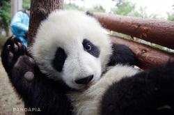 giantpandaphotos: © PandaPia.   Hi