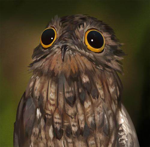  Potoo bird study | Look deep into my soulReference used by Hervé MICHEL photography