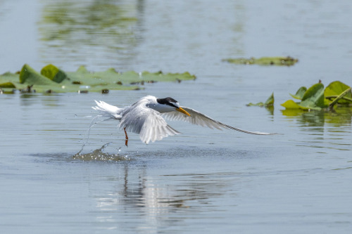 コアジサシ（Little Tern）