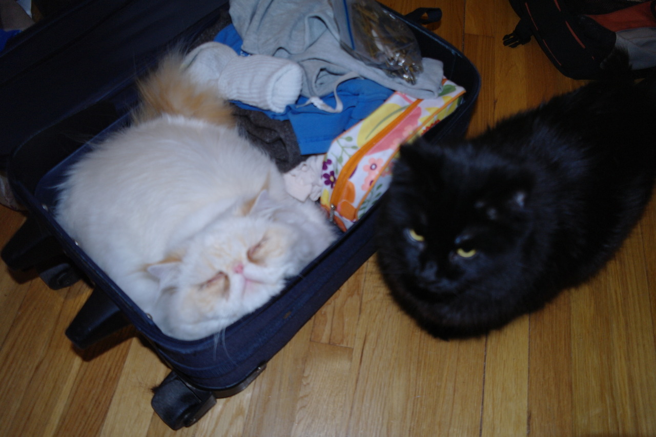 lucifurfluffypants:  Pandora is unimpressed.