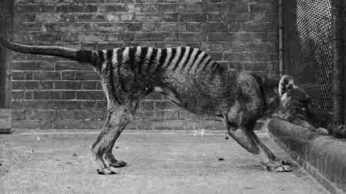 currentsinbiology:Back From The Dead? Reported Sightings Fuel Hope For Return Of Tasmanian Tigers It