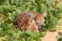 lord-renly-archive:I see a lot of people sad on my dash, and it’s okay for me to be sad, but I don’t like seeing others sad so here is a baby deer sleeping in a patch of spinach. 