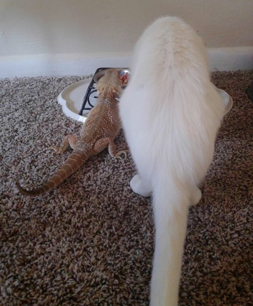 catsbeaversandducks:Mr. Baby the Cat and Miss Charles the Bearded DragonThese two friends couldn’t l