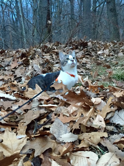 mountain&ndash;mystic: Ollivander enjoying the warm weather right outside our back door he was s