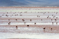 trefoiled:  Andean Flamingos, Laguna Colorada, Boliva by Luca Galluzi