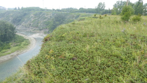 Elbow River lookout near Sandy Beach Park, Calgary AB. Photo by Barbara Bickel