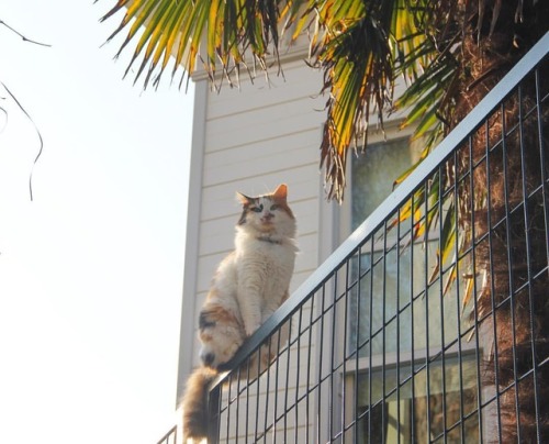 Ziiiloş #yumoş #cutie #kedi #lovecats #istanbulkedileri #catsofistanbul #catsofinstagram #catsworld 