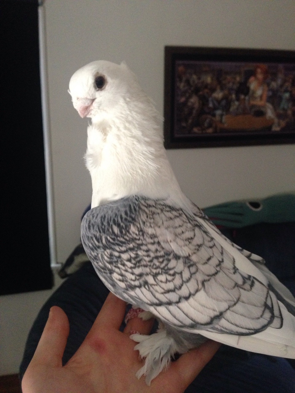 coelasquid:  For your consideration, Satinette pigeon.