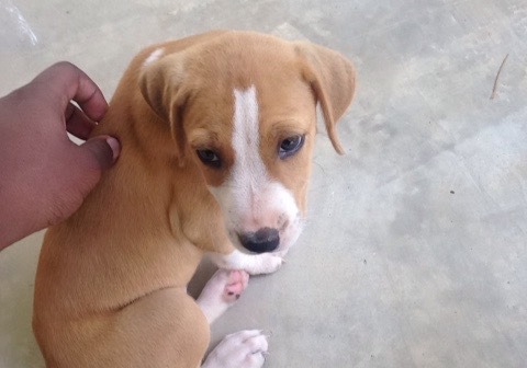 nikepapi:  this is my new dog!!!