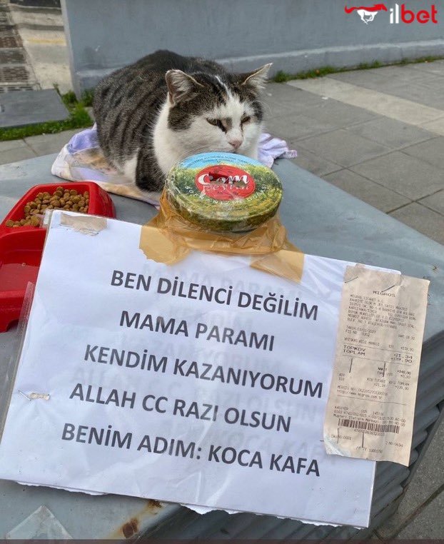 koca kafa...