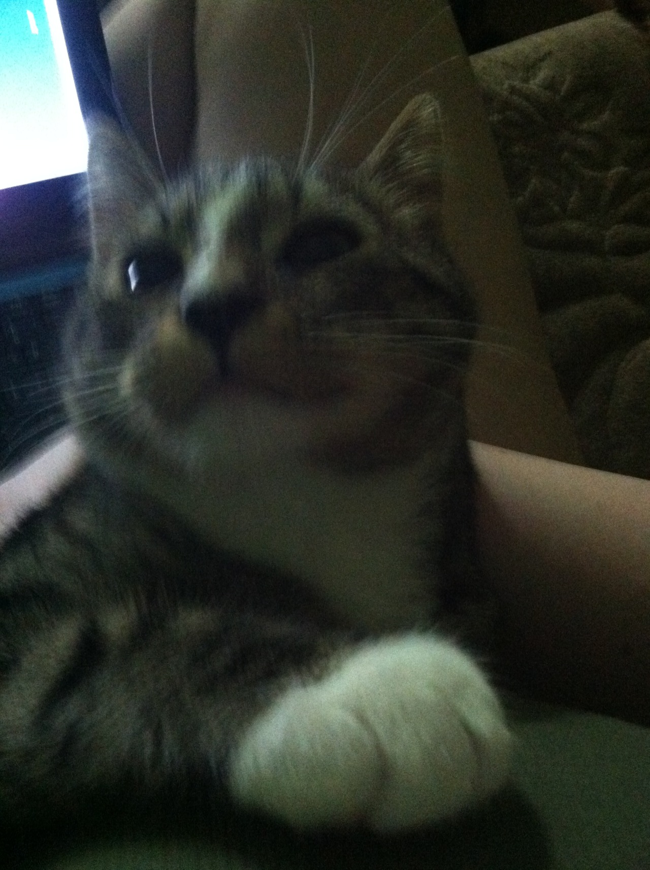 FurBaby Aiden