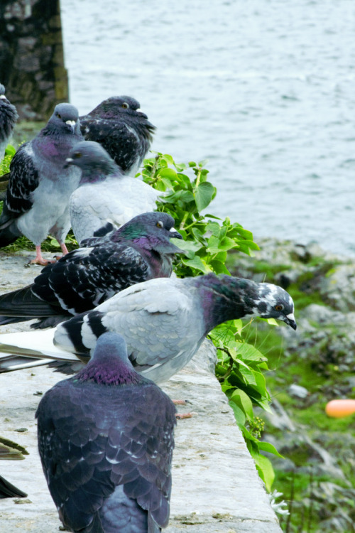 I know a lot of people don’t like rock doves, but honestly I think they’re cuties