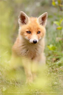 creatures-alive:  SoftFox by Roeselien Raimond  