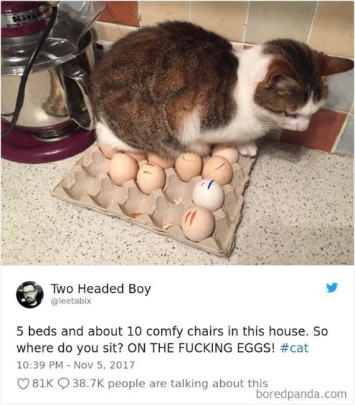 opossummypossum:she is hatching them, LET HER