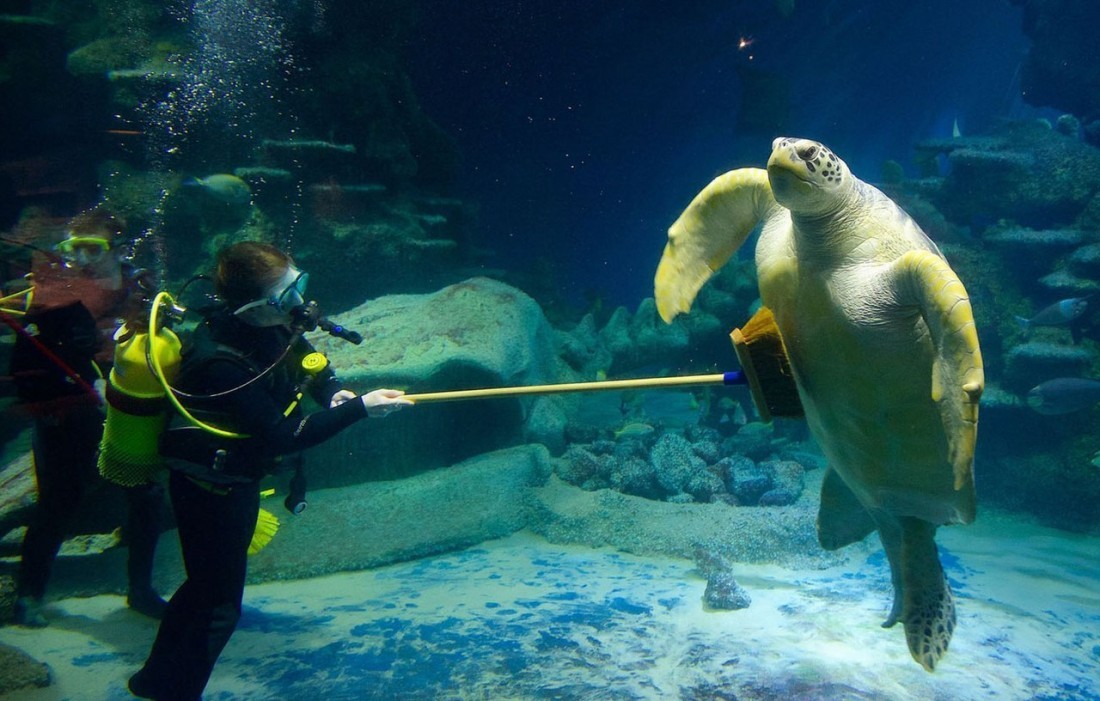 speedstersarebae:  sixpenceee:  So this is how they clean a turtle.   Good to know.