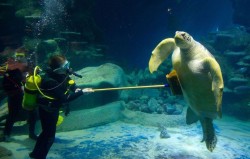 burlesqueef:sixpenceee:So this is how they clean a turtle. I want this job. Now.