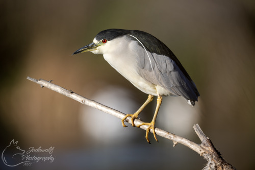 jadewolf-photography:  Black Crowned Night HeronNycticorax nycticoraxSepulveda Basin Wildlife Reserve, California