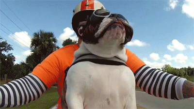 shawngalaxy:  onlylolgifs:  Sweets the english bulldog see’s a biker wave at us