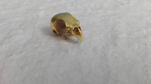 2017 - schedel van parkiet - 22 karaat - oranjegoud - verguld op oliebasis