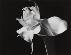 chagak:  Imogen Cunningham || Datura, 1940s 