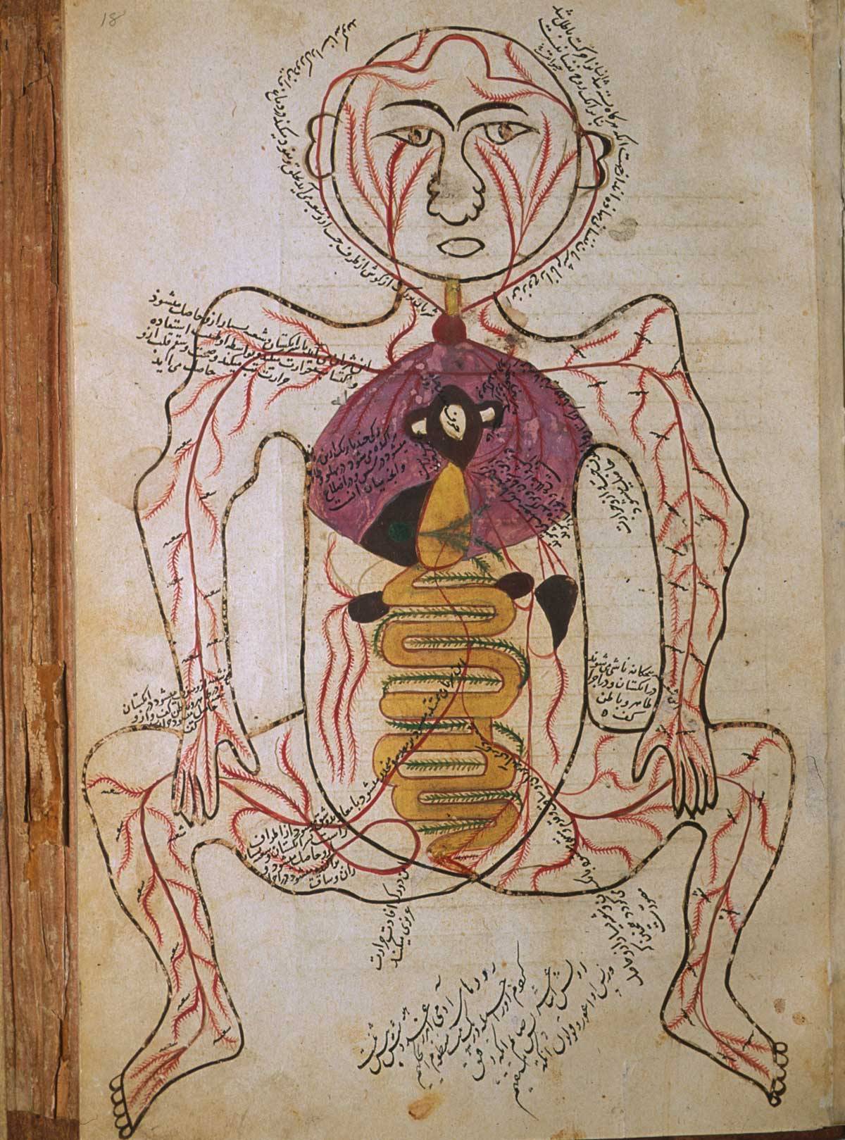 mucholderthen:  Persian Anatomical Illustrations, ca. 1390from Mansur’s Anatomy,
