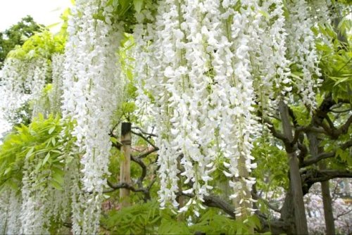 Wisteria floribunda &lsquo;Alba&rsquo; (White Japanese Wisteria)