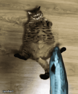 derpycats