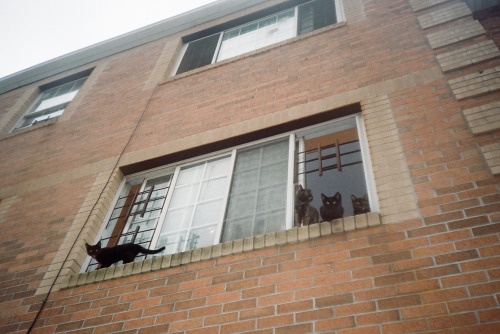 Kittens in the window 2013