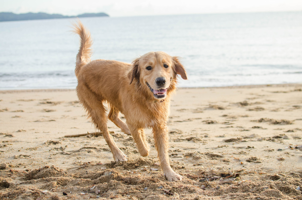 happy baby golden boy 