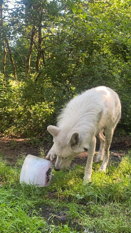 How do you keep a wolf cool during a 109 degree heat wave? Our creative animal care staff created an