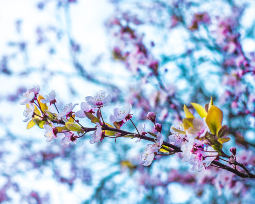 wdb-photography:Day 365+48: Blossom