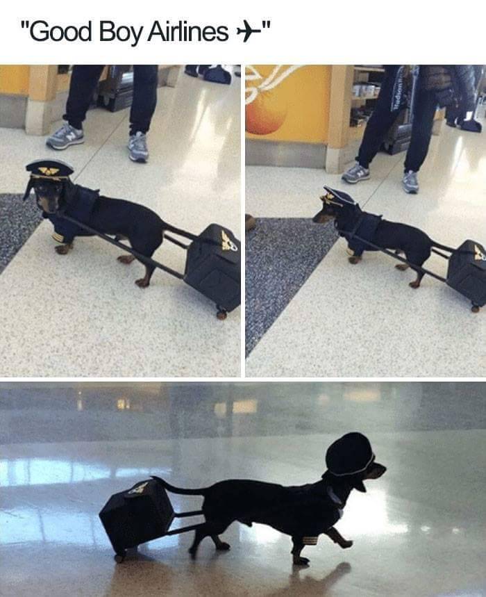 nah-later:  thenameisdog:  thenameisdog:    we don’t deserve these animals tbh