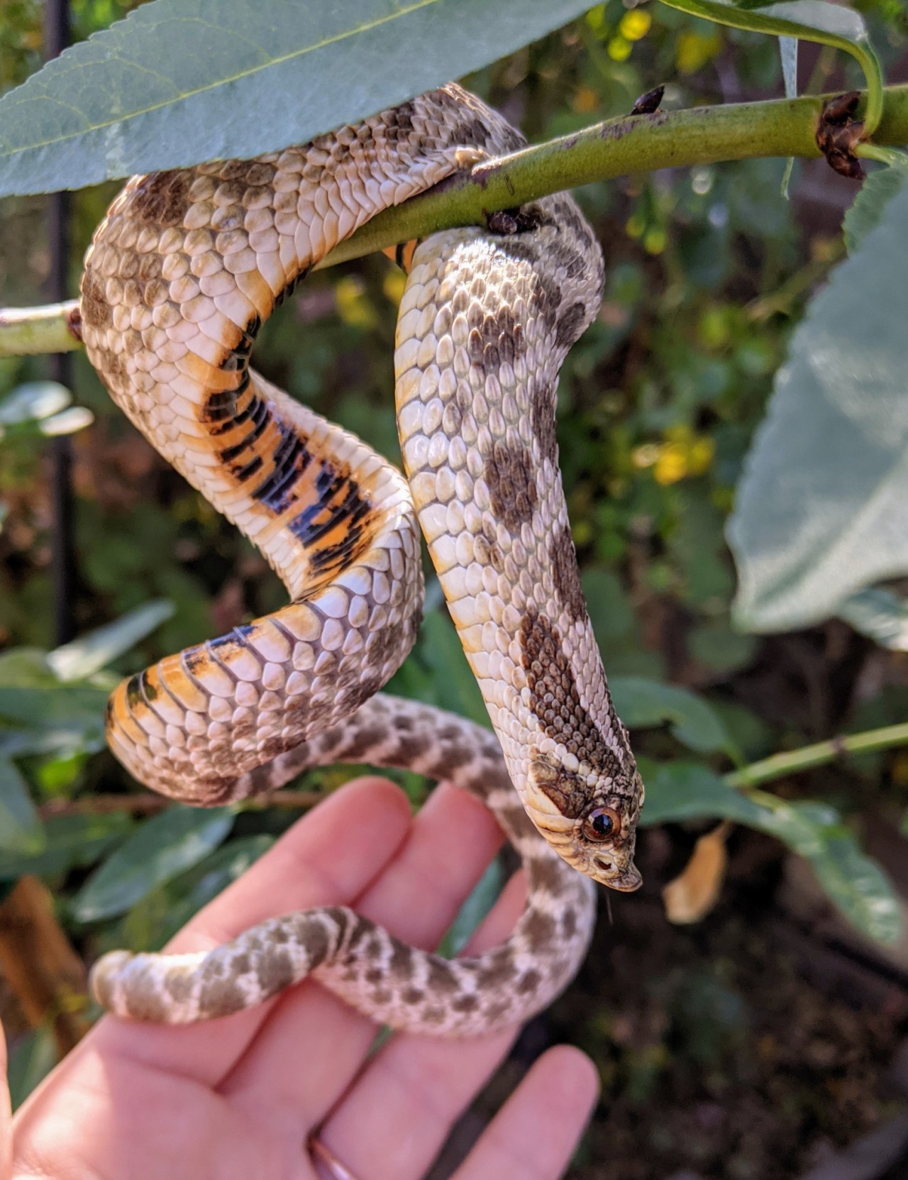 PineryPP on X: Have you heard about the Eastern Hognose Snake