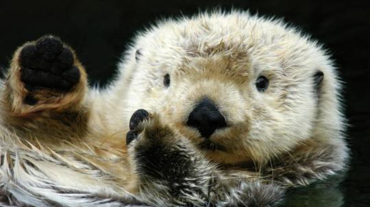 trows:  attentionore:  vicmorrowsghost:  dimetrodone:  Sea otters and giant river otters are like if someone got two artists to design a giant otter, but ended up with two very different ideas on what they should look like cause one draws hello kitty