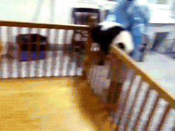 kungfumartialartsnunchakus:New Prison Break Pandas Finally Succeed lol :)))Professional Tai Chi Clot