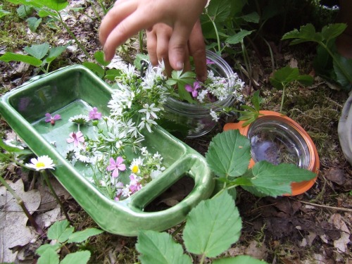 morigrrl:  Edible wild flowers