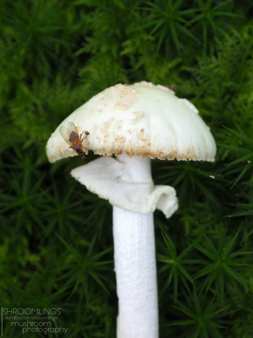 I have a thing for insects on mushrooms…..