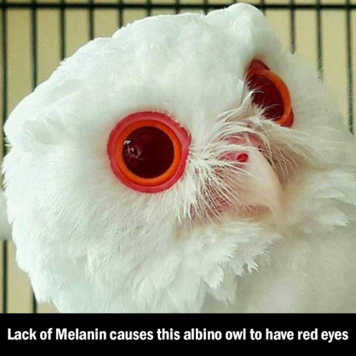 Due To Colorless Irises, The Red Hue From The Blood Vessels Is Visible Causing A ‘red-eye’ Effect.