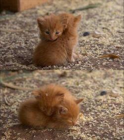 cute-overload:  Soft kitty, warm kitty little