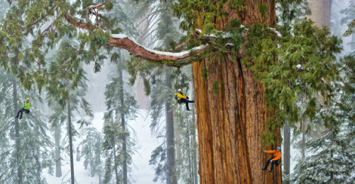 Find the 4 climbers! 3200 years sequoia in one shot! The President.