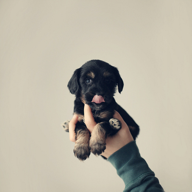 linxspiration:  I WANT IT. 