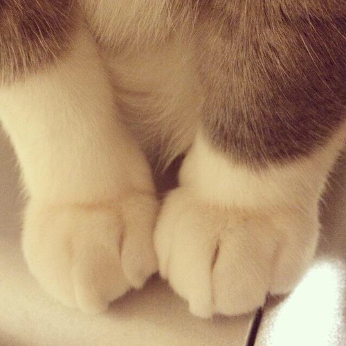 the-last-hair-bender: laughterkey:   thefingerfuckingfemalefury:  such soft toes   QUALITY CONTENT   THIS IS THE SHIT I CAME HERE TO SEE. GODDAMN FAT FUZZY TOES! 